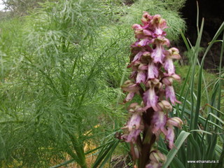 conco di Liricio-24-03-2013 12-57-39